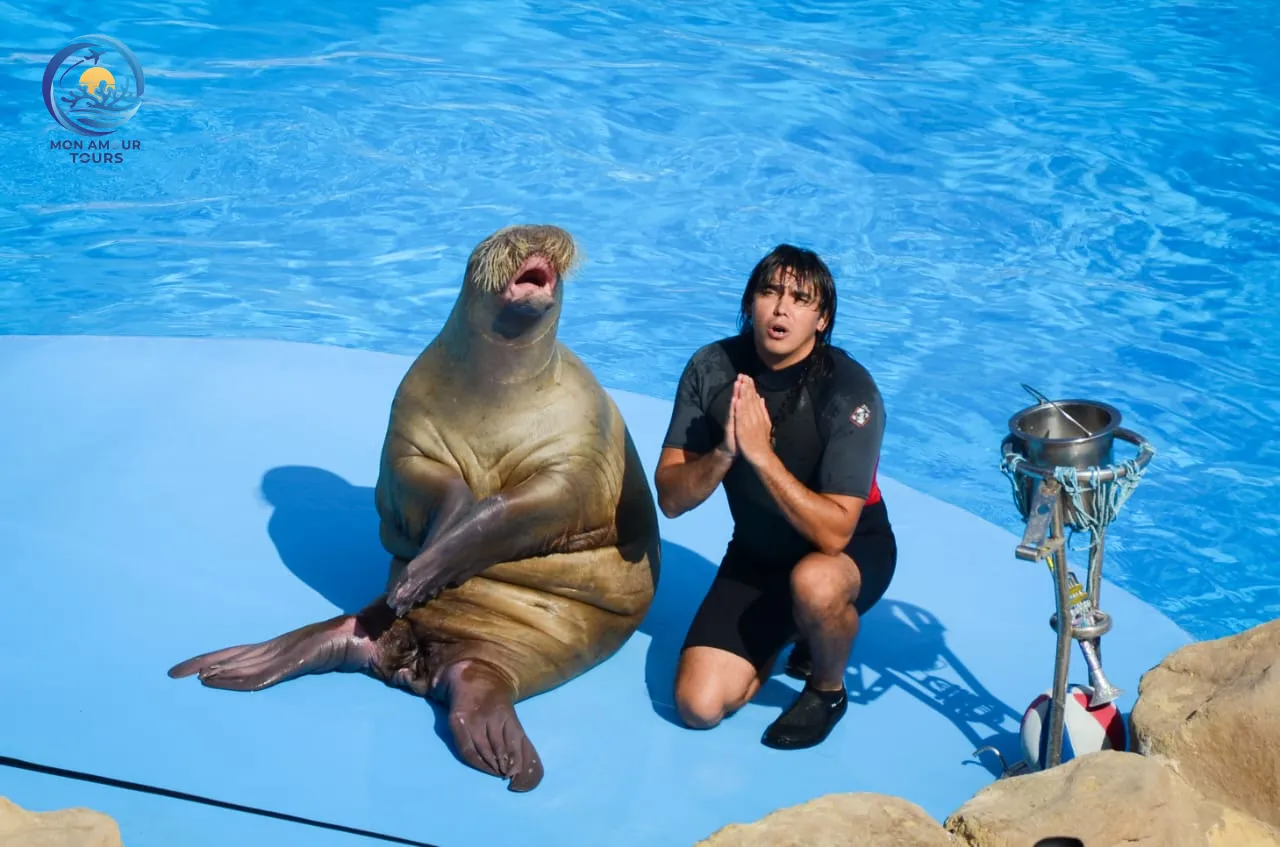 Spectacle de Dauphins a58c4833-96d8-4e74-87b0-bf1935bd1ccd (1).jpg